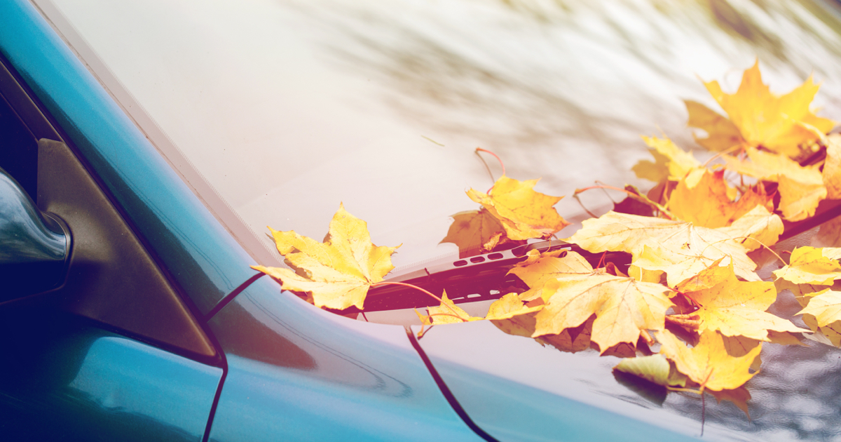 yellow leaves on windshield